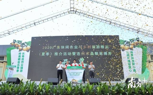 連州水晶梨采摘季正式開啟。梁素雅 攝