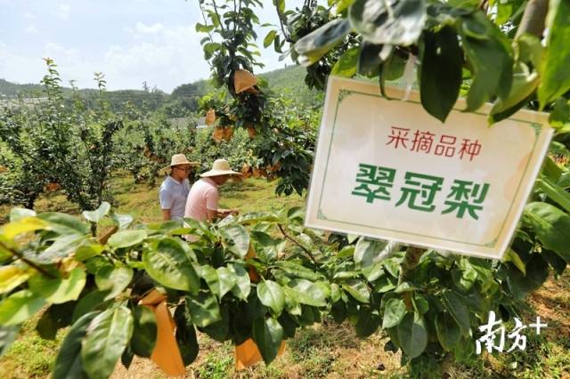 走進果場采摘水晶梨。梁素雅 攝