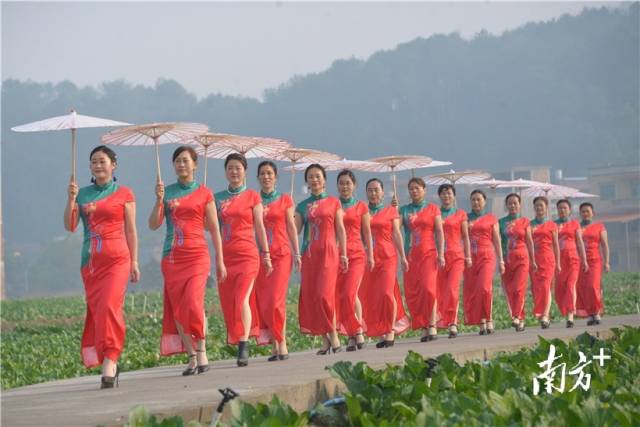 菜心旗袍秀。張曉欣 攝