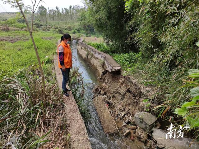 九陂鎮(zhèn)人大代表戴海玲實地查看水渠受損情況。