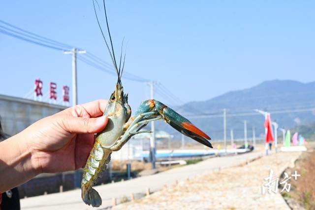 畔水漁晟園澳洲青藍(lán)龍蝦。張曉欣 攝