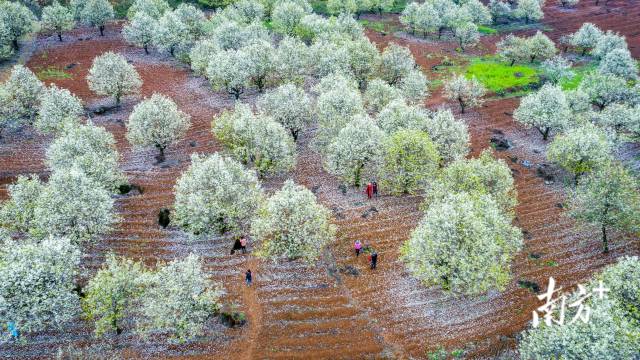 連州梨花。丘貴星 攝