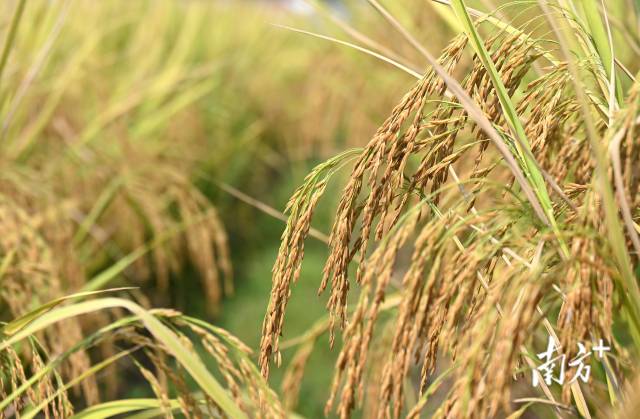 保安鎮(zhèn)建成800畝富硒絲苗米基地和1100畝富硒香芋種植區(qū)，帶動村民增收。黃津 攝