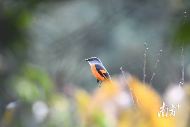 灰喉山椒鳥。伍國儀 攝