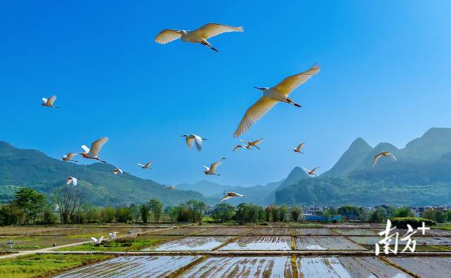 藍(lán)天精靈在青山綠水間自由翱翔。羅敏 攝