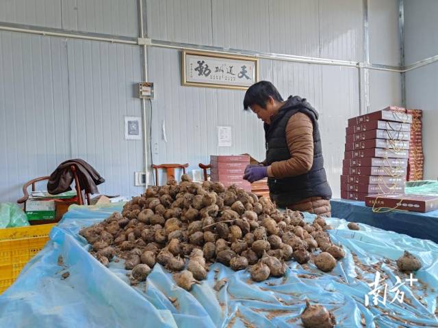 大富頭馬蹄獲評(píng)“嶺南生態(tài)氣候優(yōu)品”。